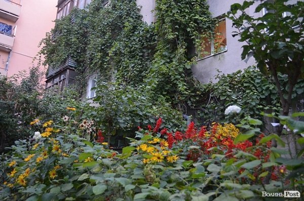 Місто, яке я люблю. Квіти Луцька